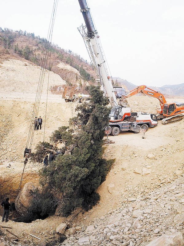 起重机挖掘机齐上阵 400多岁古树成功“搬家”